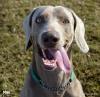 Max Tongue2